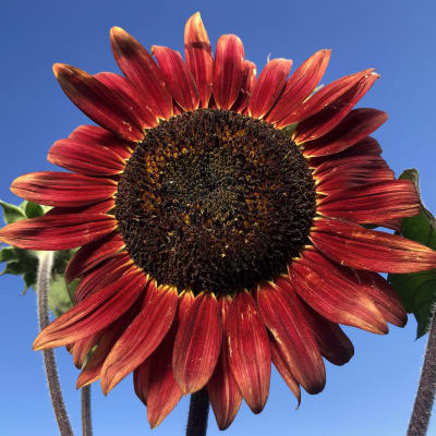 Sunflower 'Chocolate Cherry'
