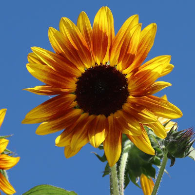Sunflower 'Earthwalker'