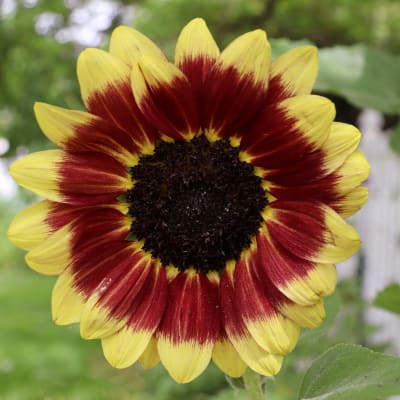 Sunflower 'Florenza'