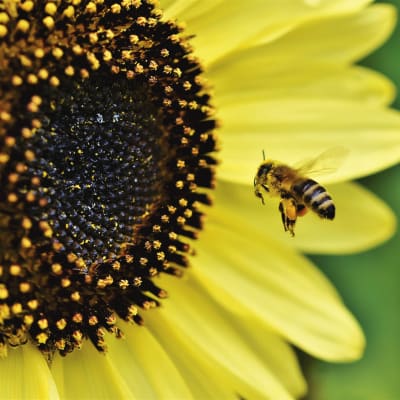Sunflower 'Lemon Queen'
