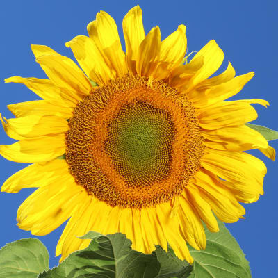Sunflower 'Mongolian Giant'