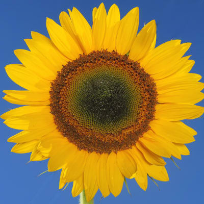 Sunflower 'Taiyo'