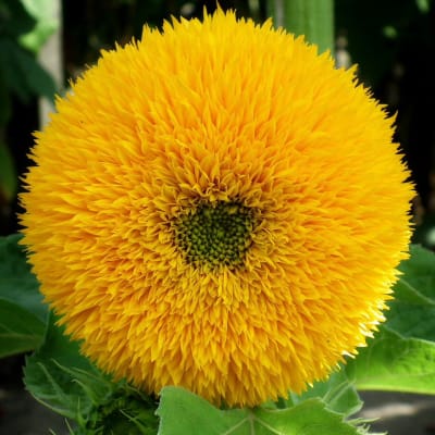Sunflower 'Teddy Bear'