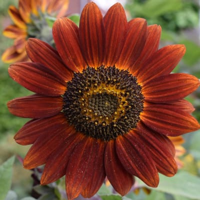 Sunflower 'Velvet Queen'