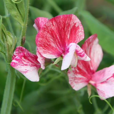 Sweet Pea 'America'