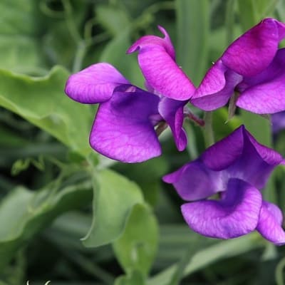 Sweet Pea 'Blue Shift'