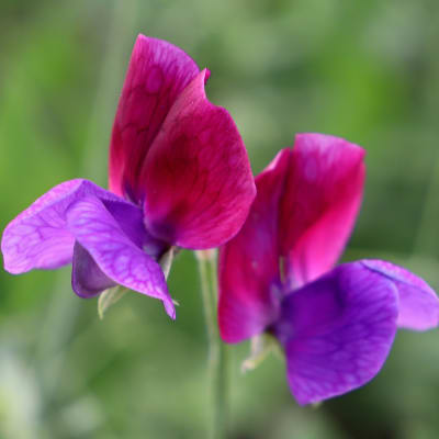 Sweet Pea 'Matucana'