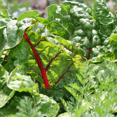 Swiss Chard 'Rainbow'