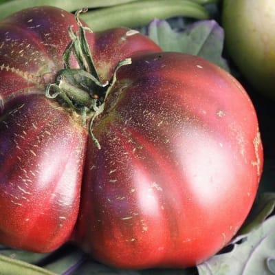 Tomato 'Amazon Chocolate'