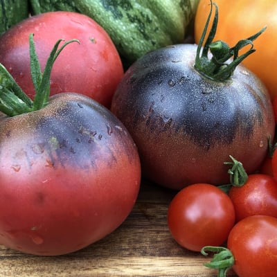 Tomato 'Black Beauty'