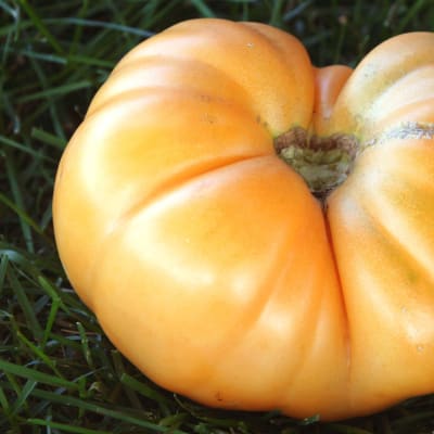 Tomato 'Dr. Wyche's Yellow'