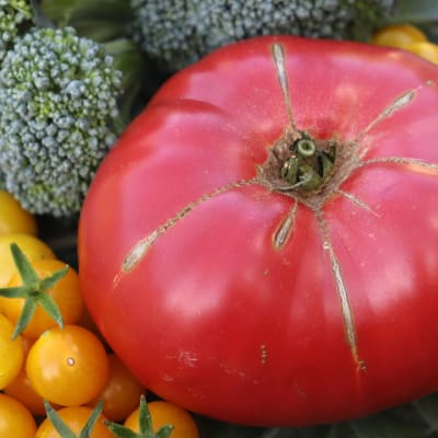 Tomato 'Earl's Faux'