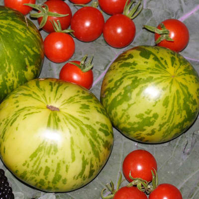 Tomato 'Green Zebra'