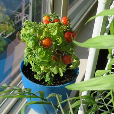 Micro-Dwarf Tomato 'House'