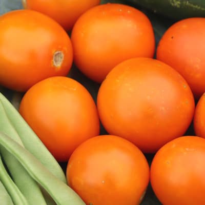 Tomato 'Jaune Flamme'