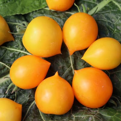 Micro-Dwarf Tomato 'Lil Peeps'