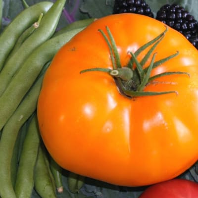 Tomato 'Orange Strawberry'