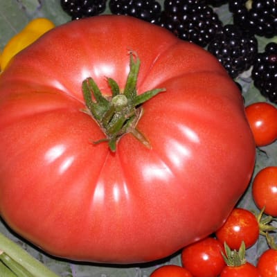 Tomato seeds