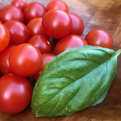 Micro-Dwarf Tomato 'Red Robin'