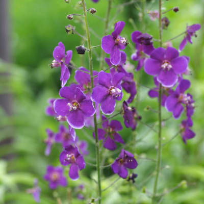 Verbascum 'Violetta'