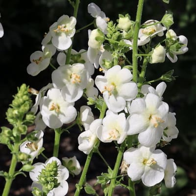 Verbascum 'White Bride'