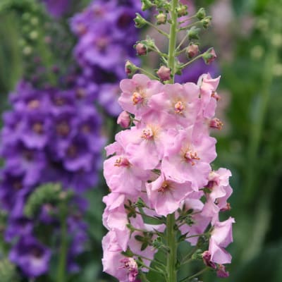Verbascum 'Hybrids Mixed'