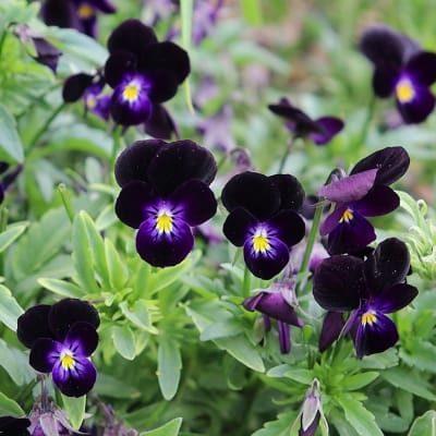 Viola 'Bowles Black'