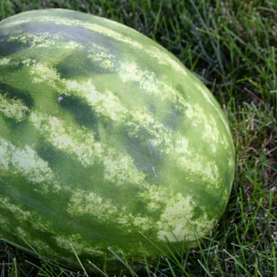 Watermelon 'Crimson Sweet'