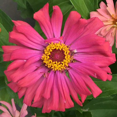 Zinnia 'Cactus Flowered Mix'