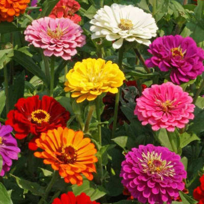 Zinnia 'California Giants'