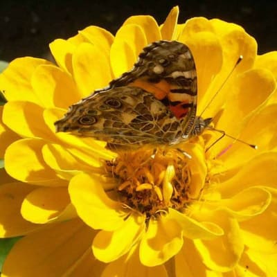 Zinnia 'Canary Bird'