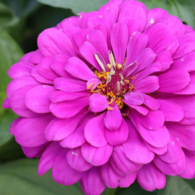 Zinnia 'Dark Violet'