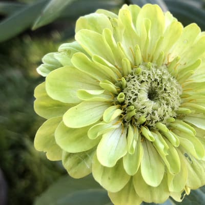 Zinnia 'Envy'