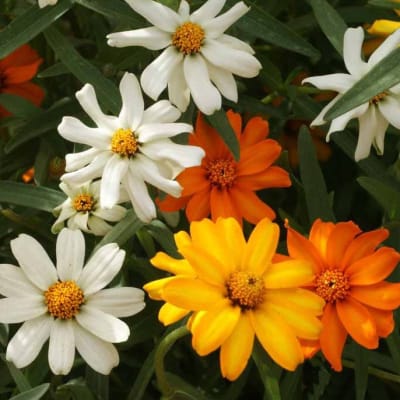 Zinnia 'Classic Zinnia'