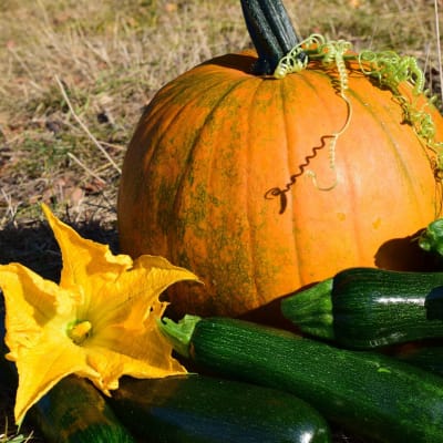 Zucchini 'Black Beauty'