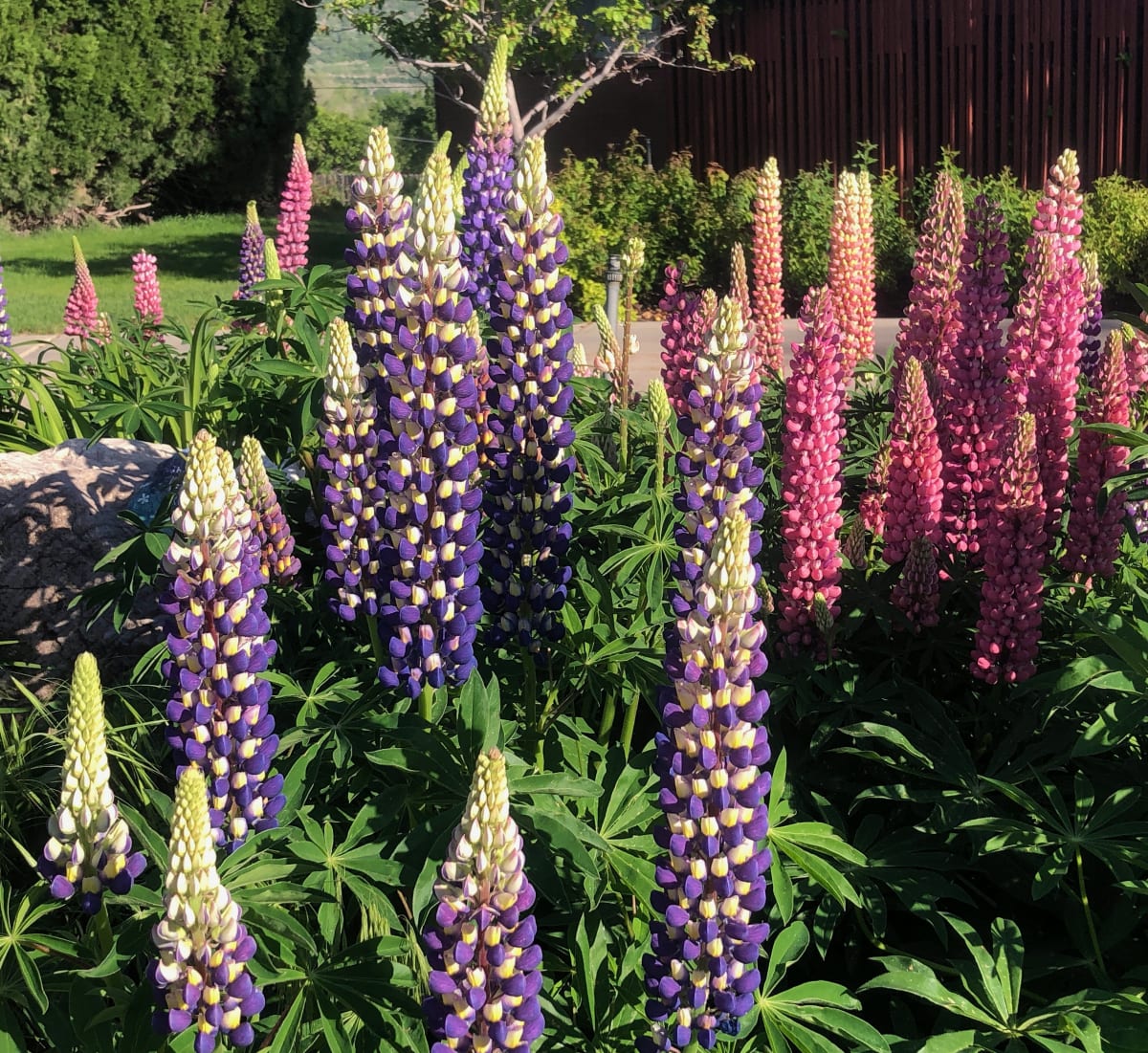 Lupine 'Russell Hybrids'