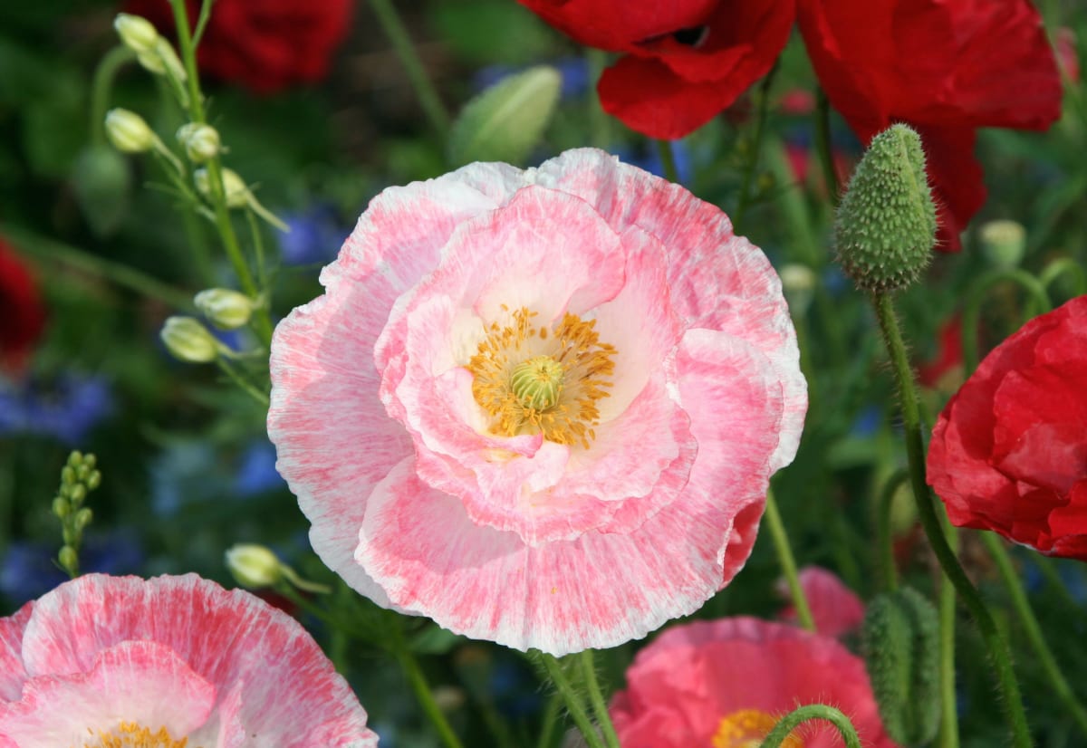 Papaver rhoeas 'Diane's Mix'