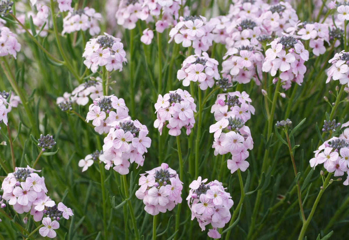 Aethionema grandiflorum