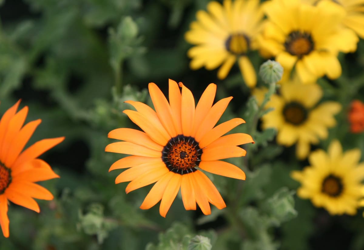 African Daisy Mix
