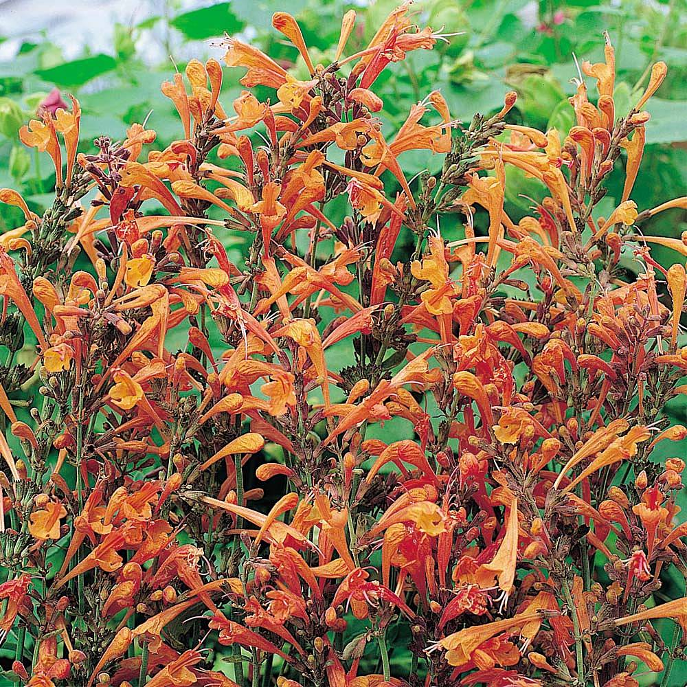 Agastache 'Apricot Sprite'