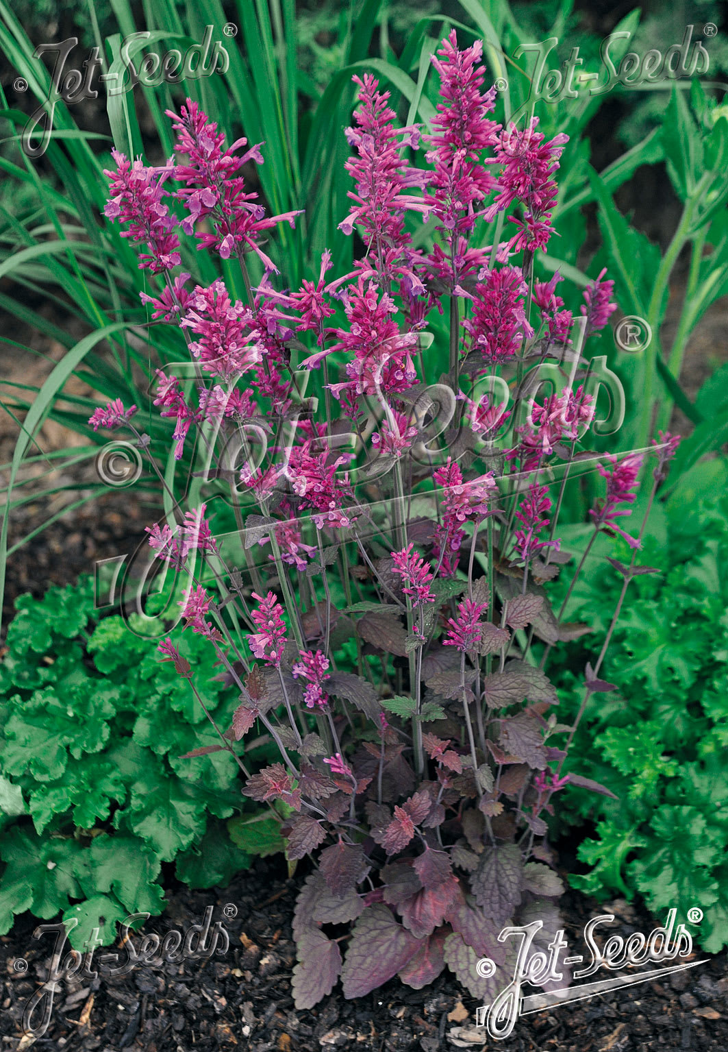 Agastache 'Bolero'
