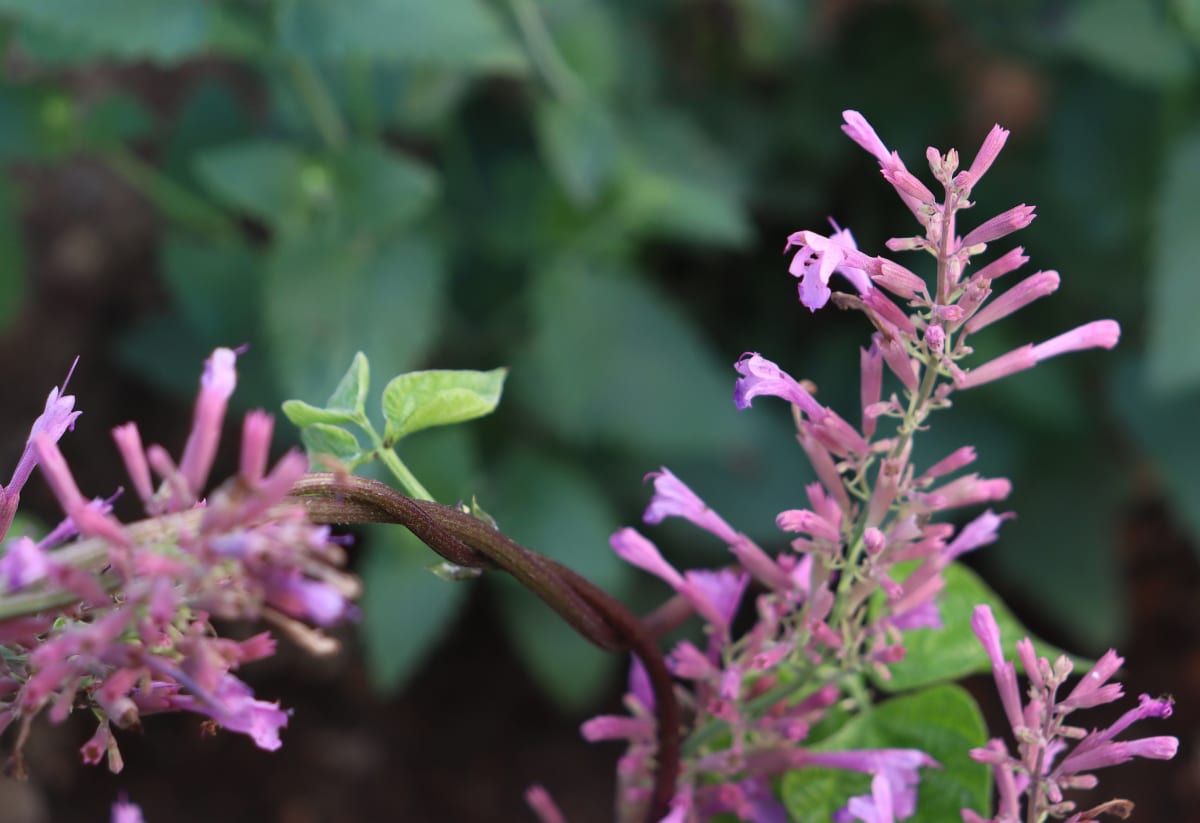 Agastache 'Heather Queen'