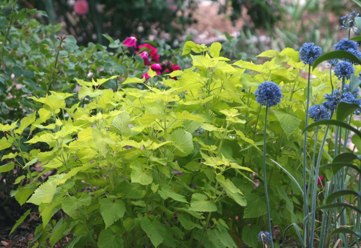 Agastache 'Golden Jubilee'