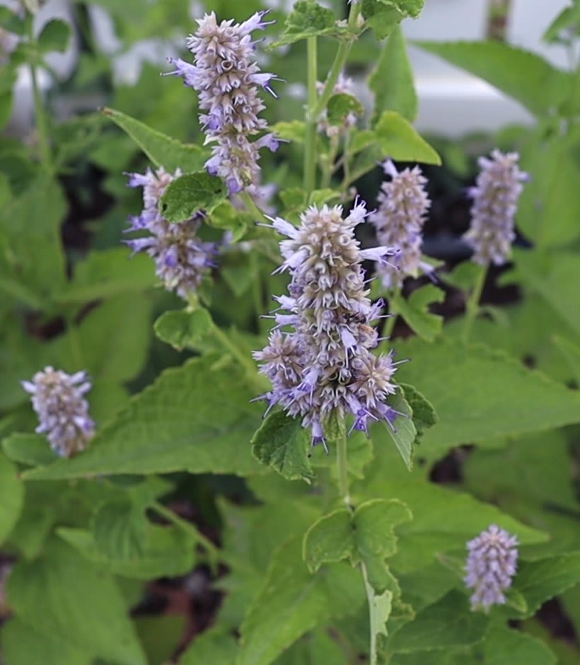 Agastache rugosa