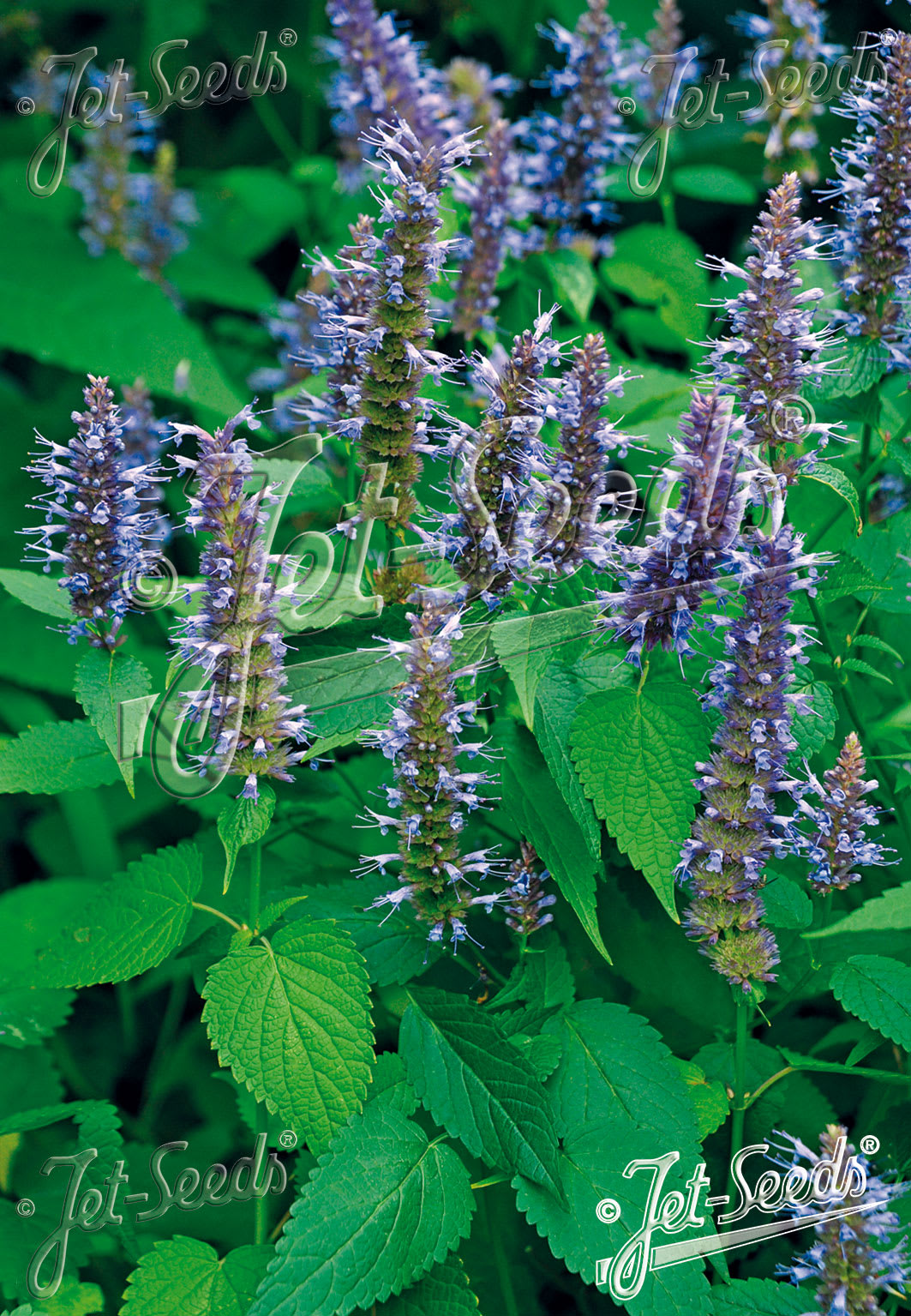 Agastache 'Korean Zest'