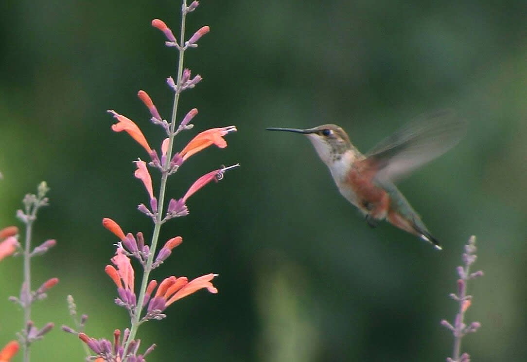Agastache 'Apache Sunset'