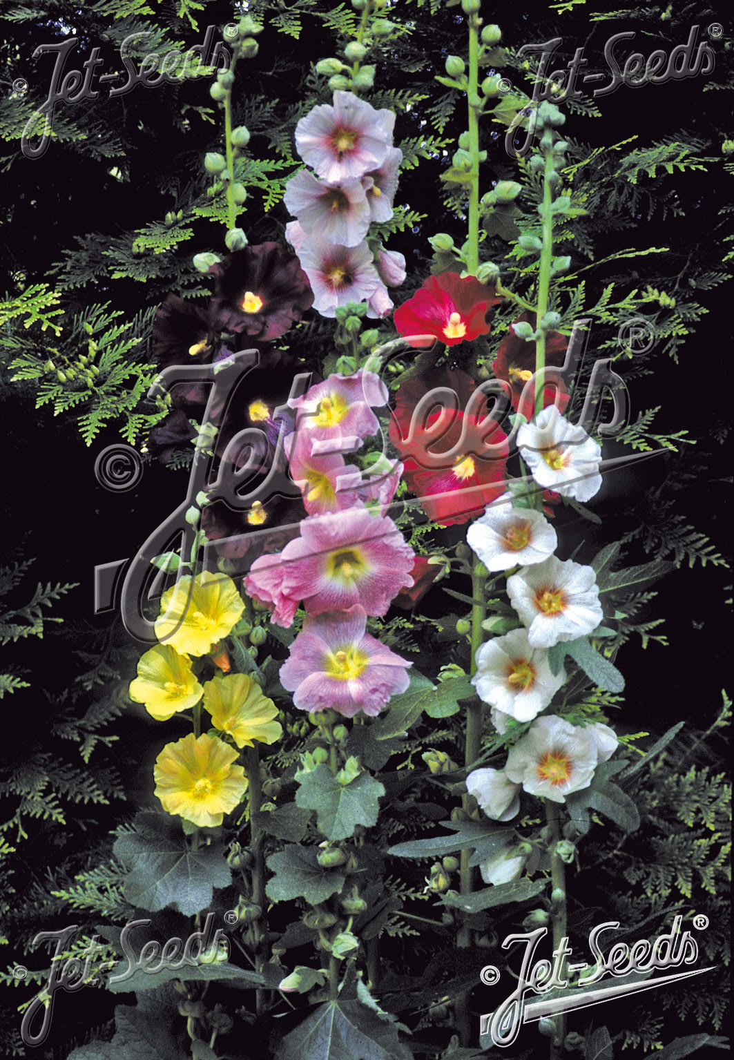 Hollyhock 'Happy Lights'