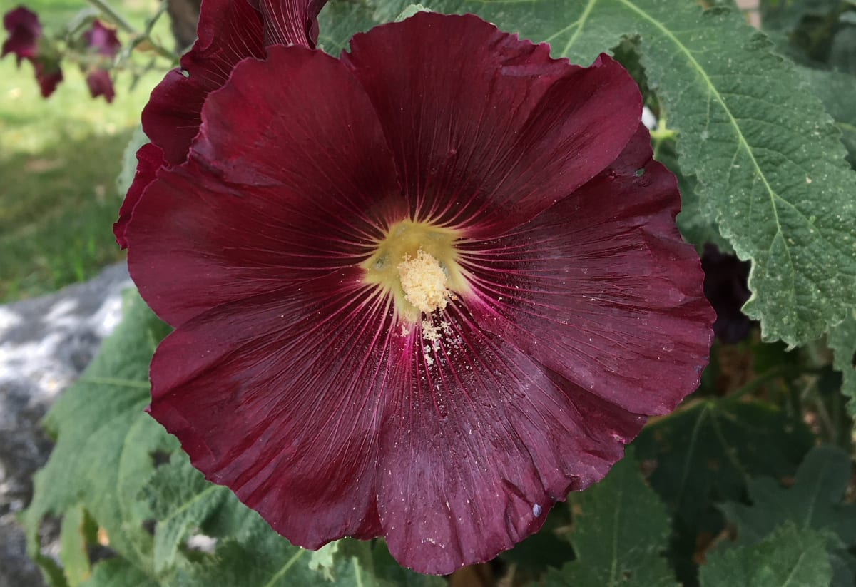 Hollyhock 'Nigra'