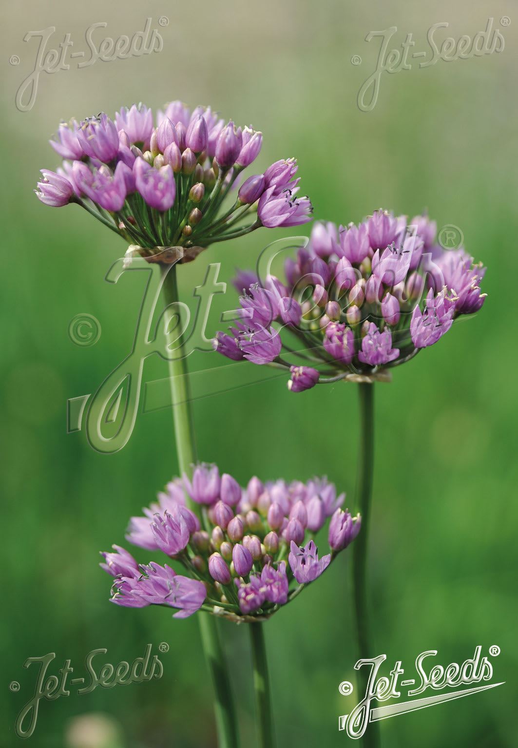 Mouse Garlic