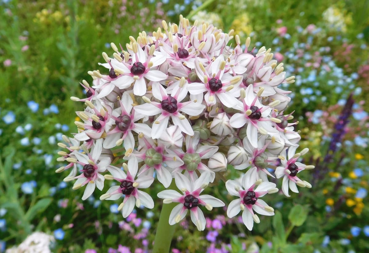 Allium 'Silver Spring'